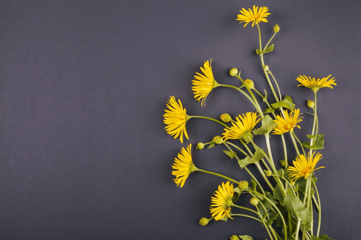 Dlaczego wrotycz jest zakazany? Właściwości lecznicze wrotyczu