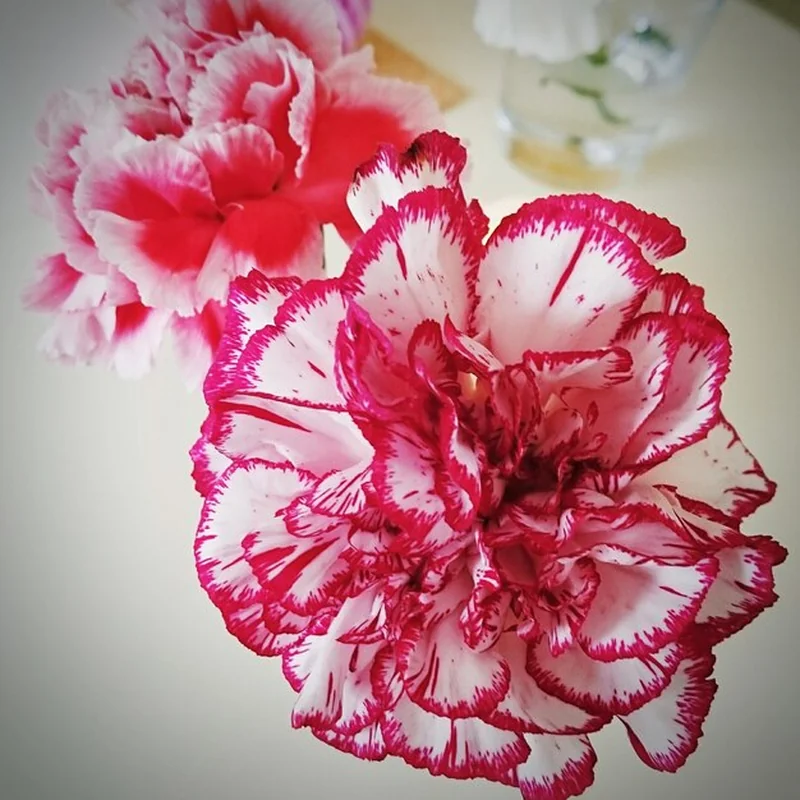 Co zrobić, żeby goździki w wazonie się rozwinęły?