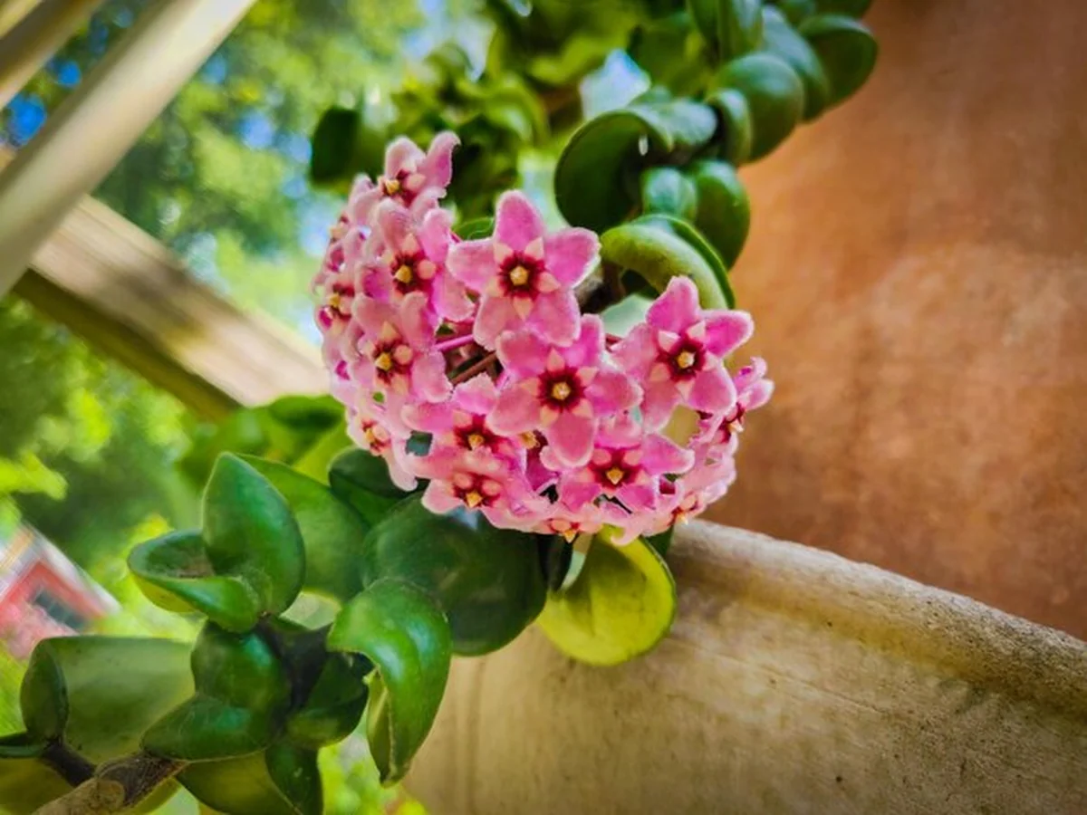 Zbliżenie różowej rośliny kwitnącej