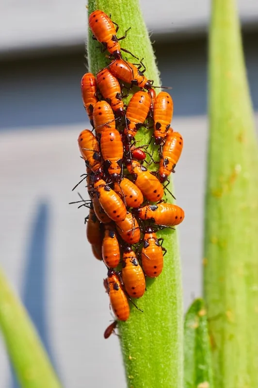 Larwa pluskwicy mlecznej na zielonej roślinie