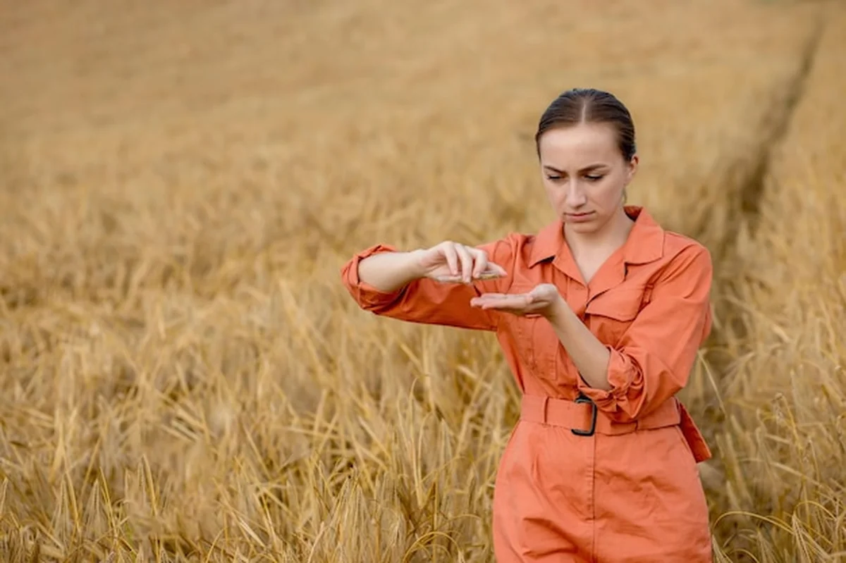 Rolnik wsypuje ziarno pszenicy w ręce