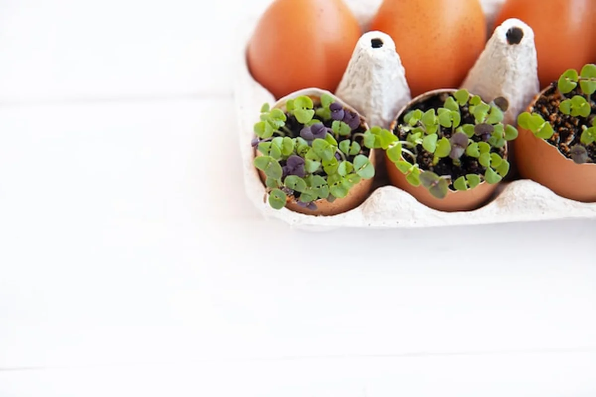 Mikrozielona rukola rośnie w skorupkach jaj w kartonowym pudełku