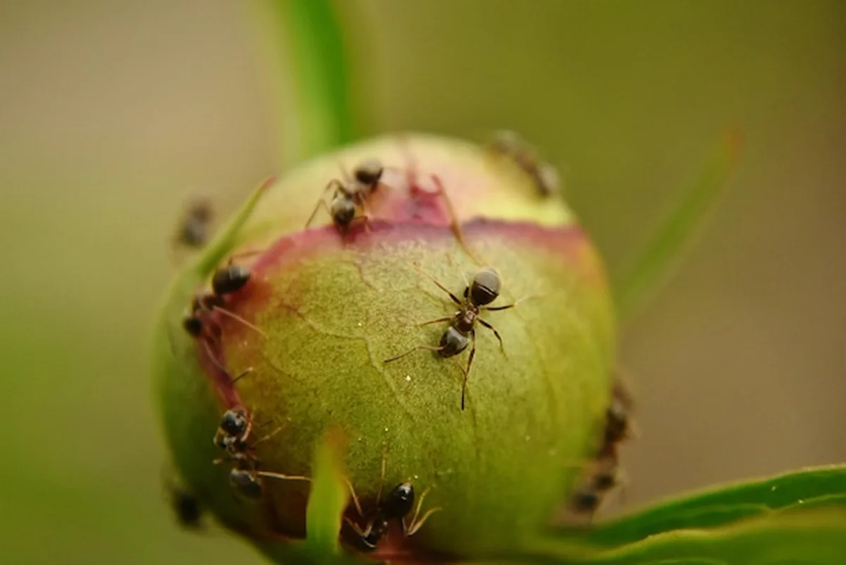 Zbliżenie mrówek na roślinach
