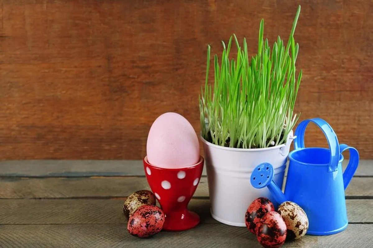 Świeża zielona trawa w metalowym wiadrze i jaja wielkanocne na drewnianym tle