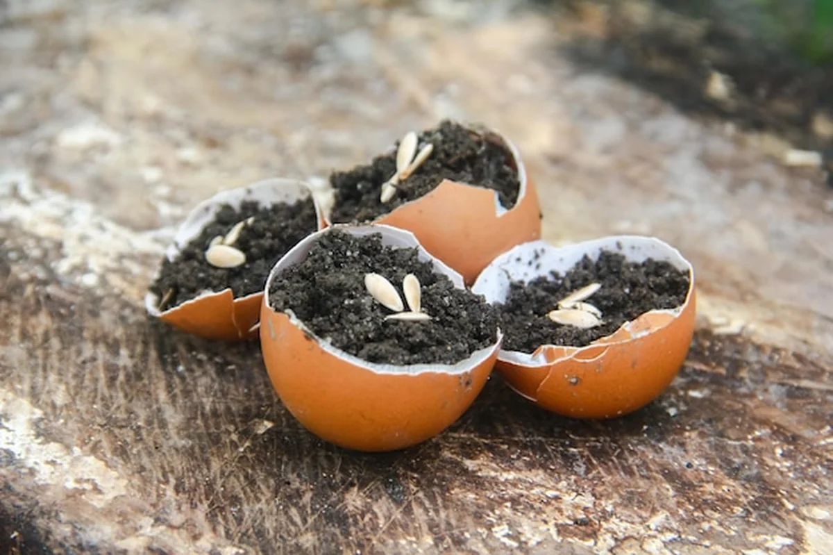 Nasiona ogórka zasiewane na skorupkach jaj kurczaka