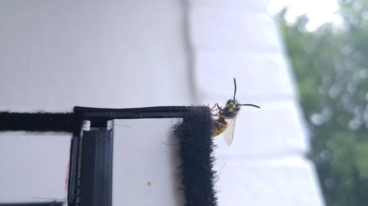 Zbliżenie owada na ścianie