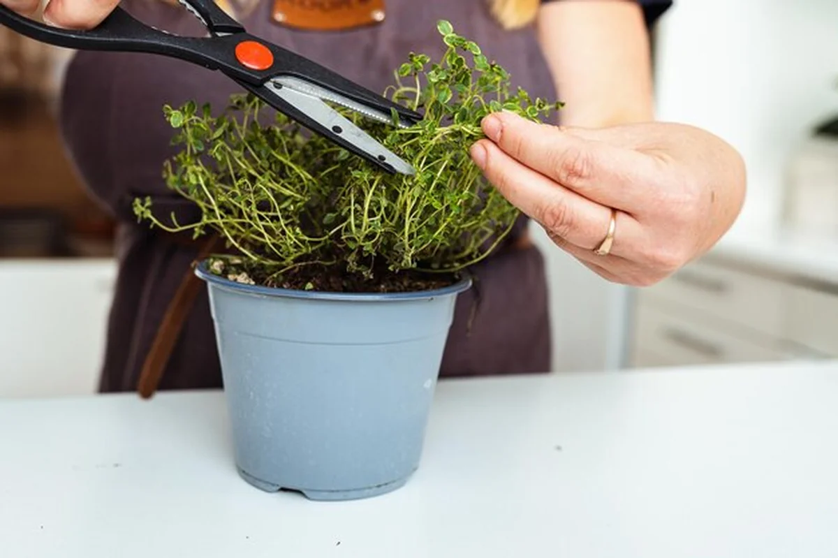 Zioła w doniczce na parapecie