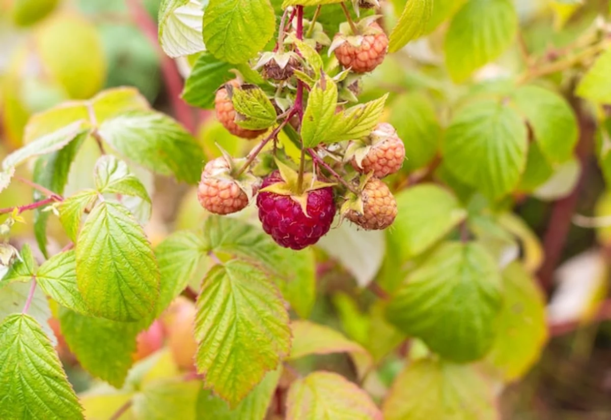Dojrzałe maliny na gałęzi w ogrodzie