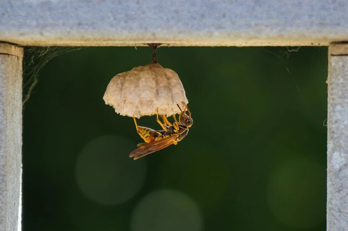 Szarańcz budująca gniazdo na drewnie