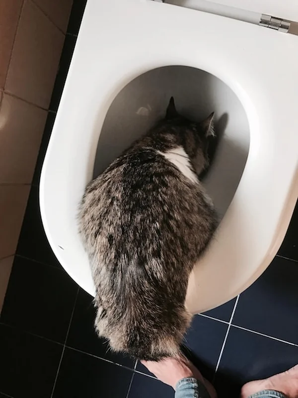 Kot na wysokim kącie w łazience