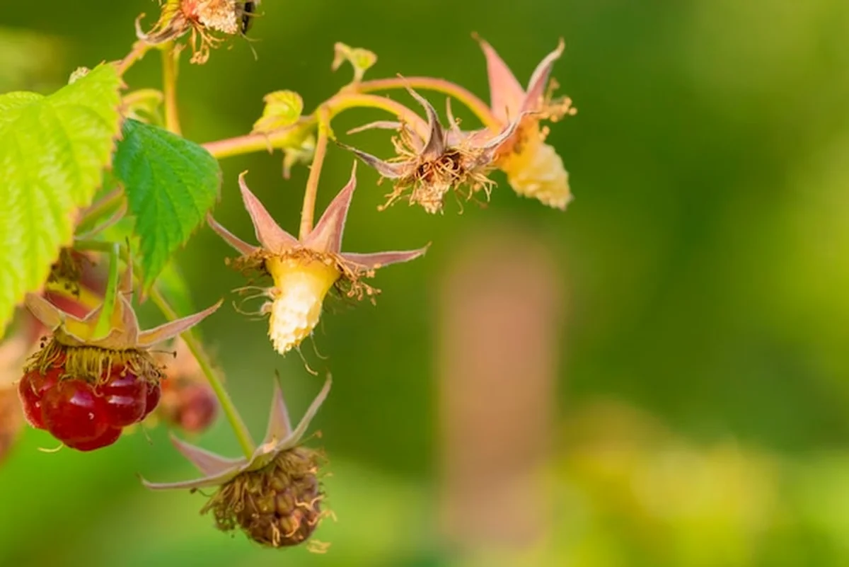 Maliny z zielonymi liśćmi na gałęzi
