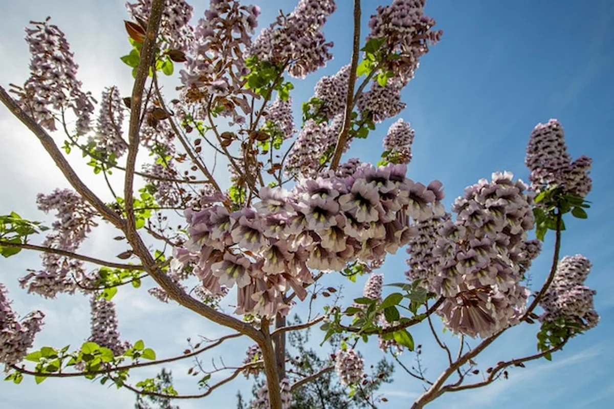 Kwiaty dzwonka Paulownia tomentosa na gałęzi