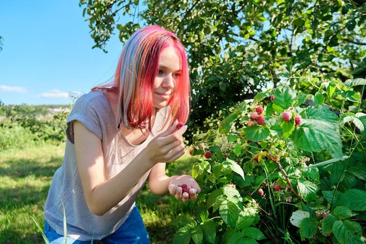 Młoda nastolatka zbiera dojrzałe czerwone maliny z krzaka