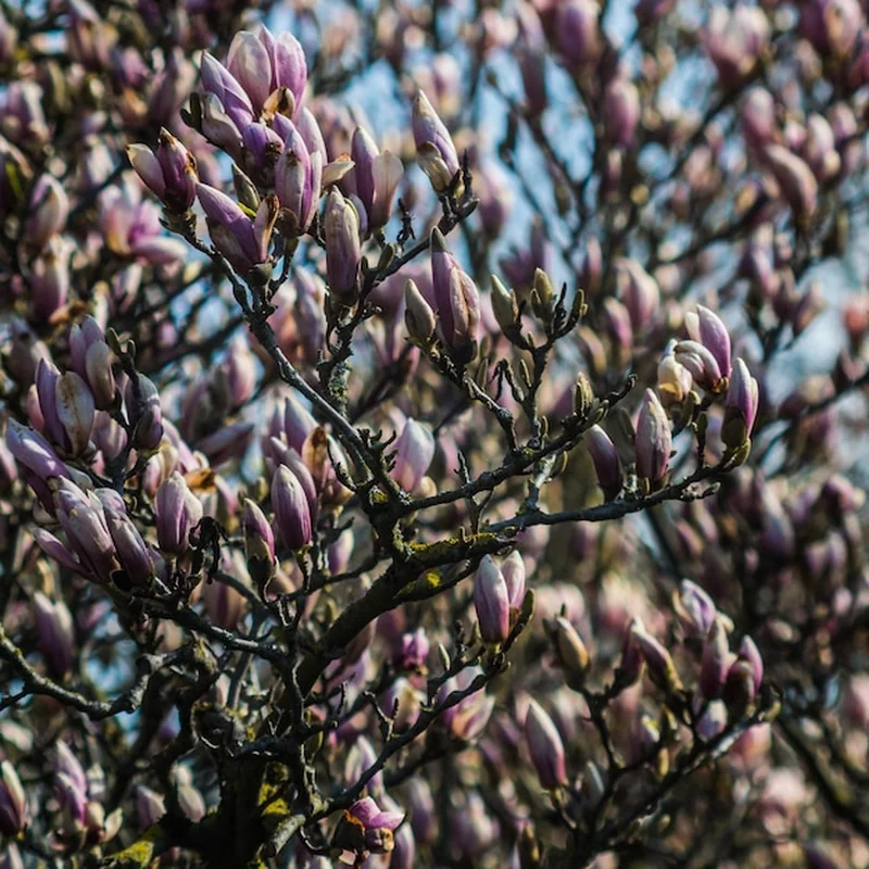 Paulownia po ilu latach kwitnie? Odkryj cesarskie drzewko