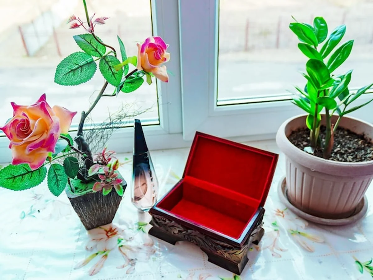 Roślina doniczkowa na stole