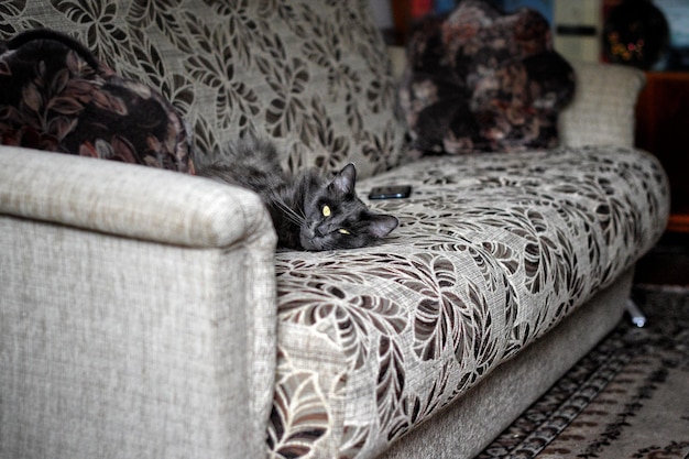 Podrapana kanapa przez kota